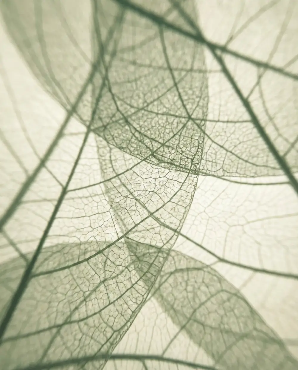 Fine leaf veins in soft sage green, an image for the body system we map